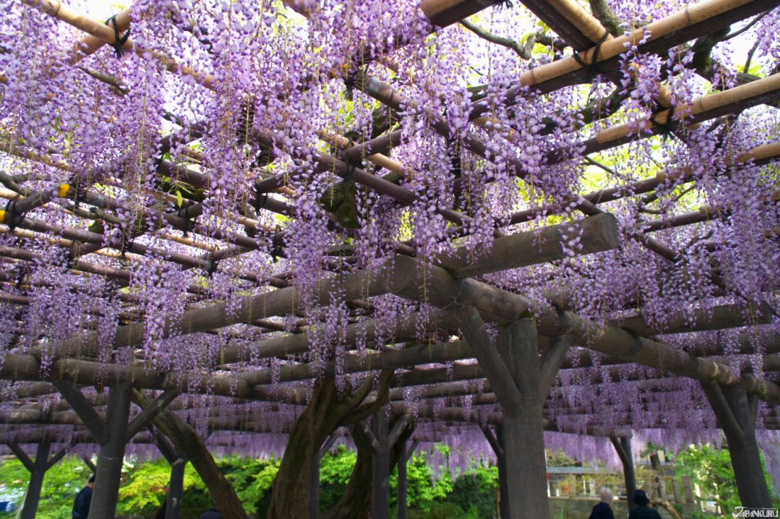 ⛩️ 네미치 신사 (根道神社) 이미지 5